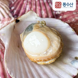 국내산 홍가리비 대사이즈 1kg 20-25미내외~ 달달하고 오동통한 활 가리비 산지직송