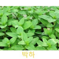 허브(Herb)/채소식물 박하 갈색플라스틱모종 4개 (L0252)