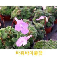 초화식물/야생화 바위바이올렛 갈색플라스틱모종 3개(L0097)