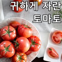 토마토5kg 맛있는 주스용 쥬스용 덜익은 가락시장 찰 토마토 박스 2kg 5kg 10kg