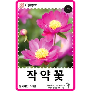작약꽃 씨앗 10립 / 꽃씨 몰 고급 종자 절화용 꽃꽂이 작약