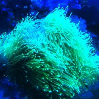 독일롱팁 레더 산호 프렉 연산호 해수