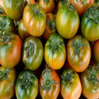 짭짤이토마토 대저 토마토 단짠단짠 부산 특산물