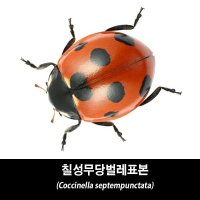 칠성무당벌레표본-Coccinella septempunctata