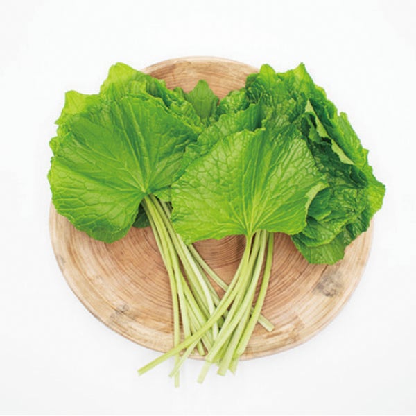 철원 고추냉이잎 와사비잎 500g 1kg 와사비 뿌리 근경 꽃대