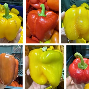 지지팜 파프리카 산지직송 못난이 5kg 빨강노랑