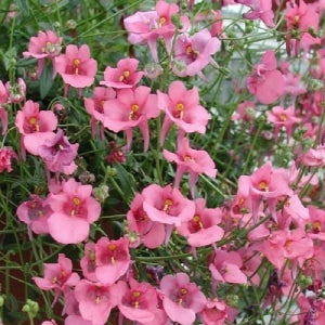 다이아시아(Diascia) 50알 씨앗