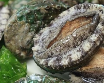 전복특대 완도전복 청정지역 힘찬1kg(14-15미)