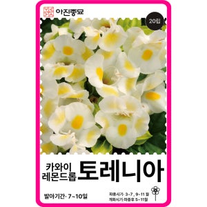 토레니아 씨앗 20립 / 카와이 레몬드롭 꽃잔디 F1교배종 꽃씨 몰 고급 종자 야생화