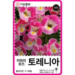 토레니아 씨앗 20립 / 카와이 로즈 꽃잔디 F1교배종 꽃씨 몰 고급 종자 야생화