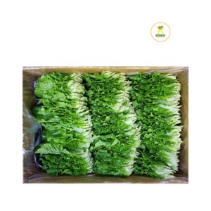 쌈배추 쌈추 (1박스/1kg)