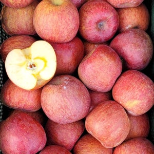 2025 햇사과 부사 고당도 가정용 특품 꿀사과 안동 청송 문경 경북 사과