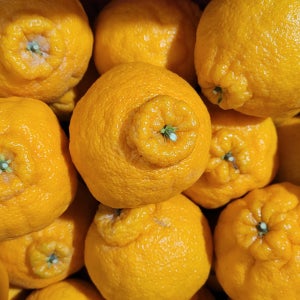 제주 한라봉 2kg