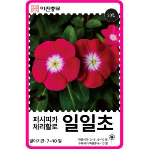 일일초 씨앗 20립 / 퍼시피카 체리레드할로 꽃잔디 꽃씨 몰 고급 종자 야생화