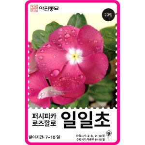 일일초 씨앗 20립 / 퍼시피카 로즈할로 꽃잔디 꽃씨 몰 고급 종자 야생화