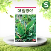 질경이씨앗 5g 질경이 나물 약초 씨앗 재래종 다년생