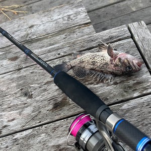 포인트 블루 인쇼어 루어낚시대 바다 인쇼어대 생활낚시 루어대 프로스퀴드V S802ML