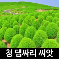 청 댑싸리 씨앗 코키아 종자 뎁싸리 조경 씨 1500알