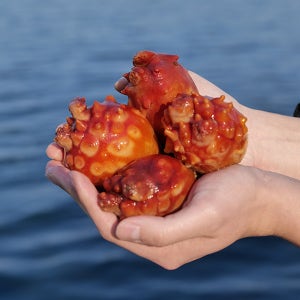 생산자 직판 통영 멍게 제철 활멍게 1kg
