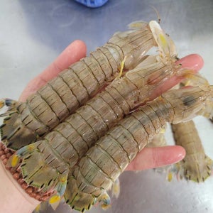 자연산 생물 갯가재 쏙 털치 설개 바다가재 1kg