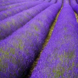 잉글리쉬라벤더 (True Lavender) 씨앗 600립 대포장