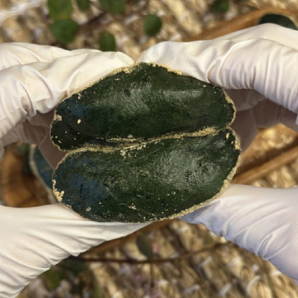 쑥떡 쑥 인절미 10개입 해풍 떡 찹쌀 찰떡 아침식사대용 답례 선물세트 콩고물 개별포장