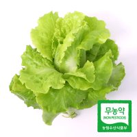 아쿠아포닉스 카이피라 상추 500g / 1kg 유럽 쌈채소 샐러드 구이용 채소 야채