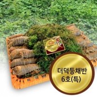 더덕무침 국산더덕 고랭지더덕 산더덕 고씨네농장 겨울더덕 더덕구이 생더덕 햇더덕 더덕6호특 더덕주