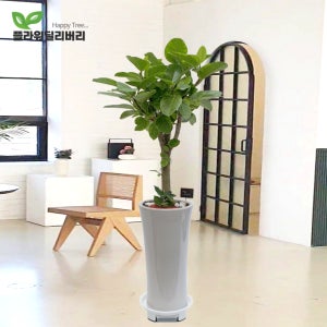 개업 화분 뱅갈고무나무 개업식 축하 선물 개원 병원 학원 가게 카페 오픈 기념 사무실 이전