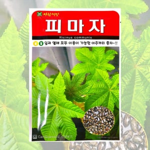 피마자 씨앗 50립 26년포장 열대성 식물 아주까리 종자
