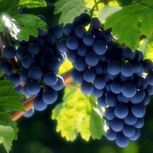 포도나무 묘목 삽목묘 1년생 과실수 유실수 서울농원