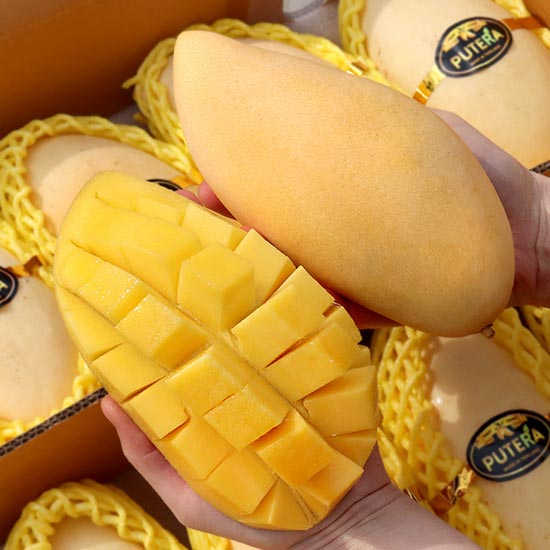 망고 애플망고 골드망고 무지개망고 가정용 과일 <b>선물</b>세트 <b>설날</b>