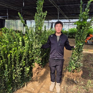 사철나무 묘목 h1.0m 뿌리좋은 울타리나무 푸른나무