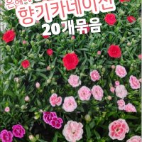 향기카네이션-20개박스/향카네이션xa0향카 핑크키세스xa0카네이션