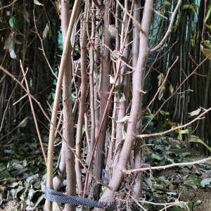 왕보리수나무묘목 2년생 보리수나무