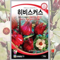 히비스커스 로젤 씨앗 10립 / 다년생 일년생(한국) 꽃씨 꽃 봄 가을 Hibiscus