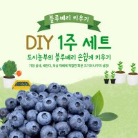 블루베리 나무 키우기 DIY 1주 세트