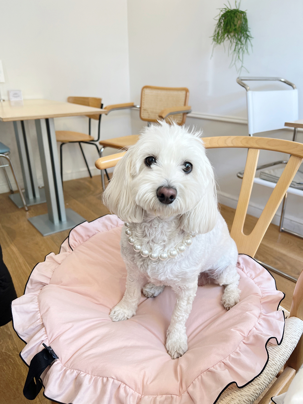 여름 인견 강아지방석 솔리드 양면 산책 매트 펫 원형 방석 라이너 애견 용품