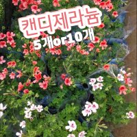 캔디제라늄-5개or10개/향이 강해 예전부터 제라늄의 일종