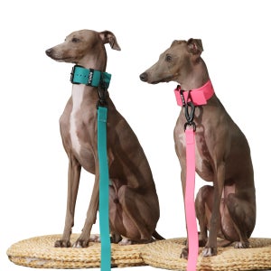 벤트라 이탈리안그레이하운드 방수목아이쥐 강아지목줄