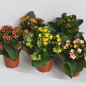 마이플랜트 카랑코에 소형 야생화 꽃모종 화단가꾸기 화초키우기 인테리어 식물