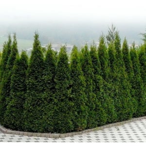 에메랄드그린 - H 0.9~H 1.0 포트묘 ( 유럽침엽수 / 측백나무 /조경수 / 묘목 )