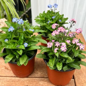 물망초 화분 모종 블루 핑크 봄꽃 파란식물