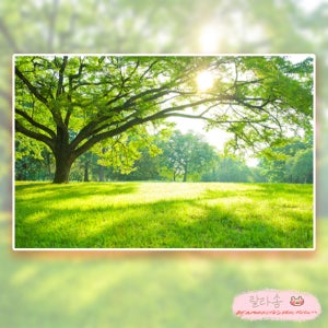 햇살 녹음 숲속 자연풍경 보석십자수 다이아몬드페인팅 큐빅 비즈 구슬 취미 diy세트