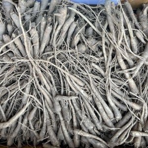 금산 도라지뿌리 1년산 1kg 도라지묘종 뿌리