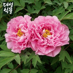 대성식물 목단 모란 함박꽃 묘목 나무 겹꽃