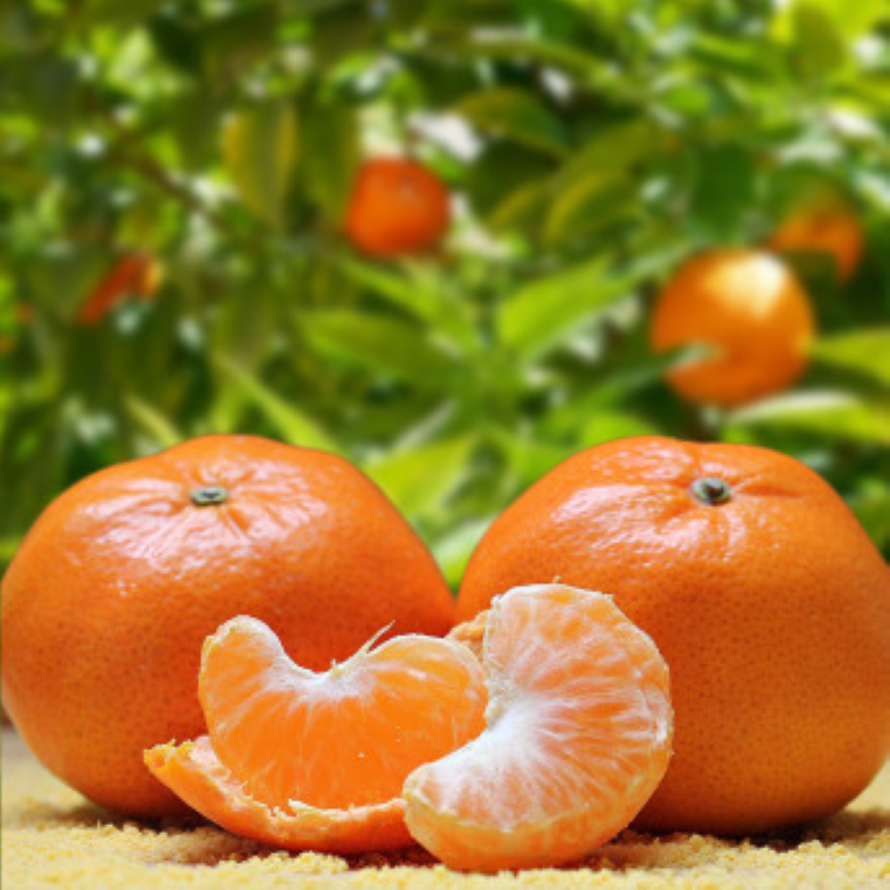 제주 불로초 감귤 농장 황금향 신비향 사백일향 카라향 고당도 타이벡 비가림 하우스 귤