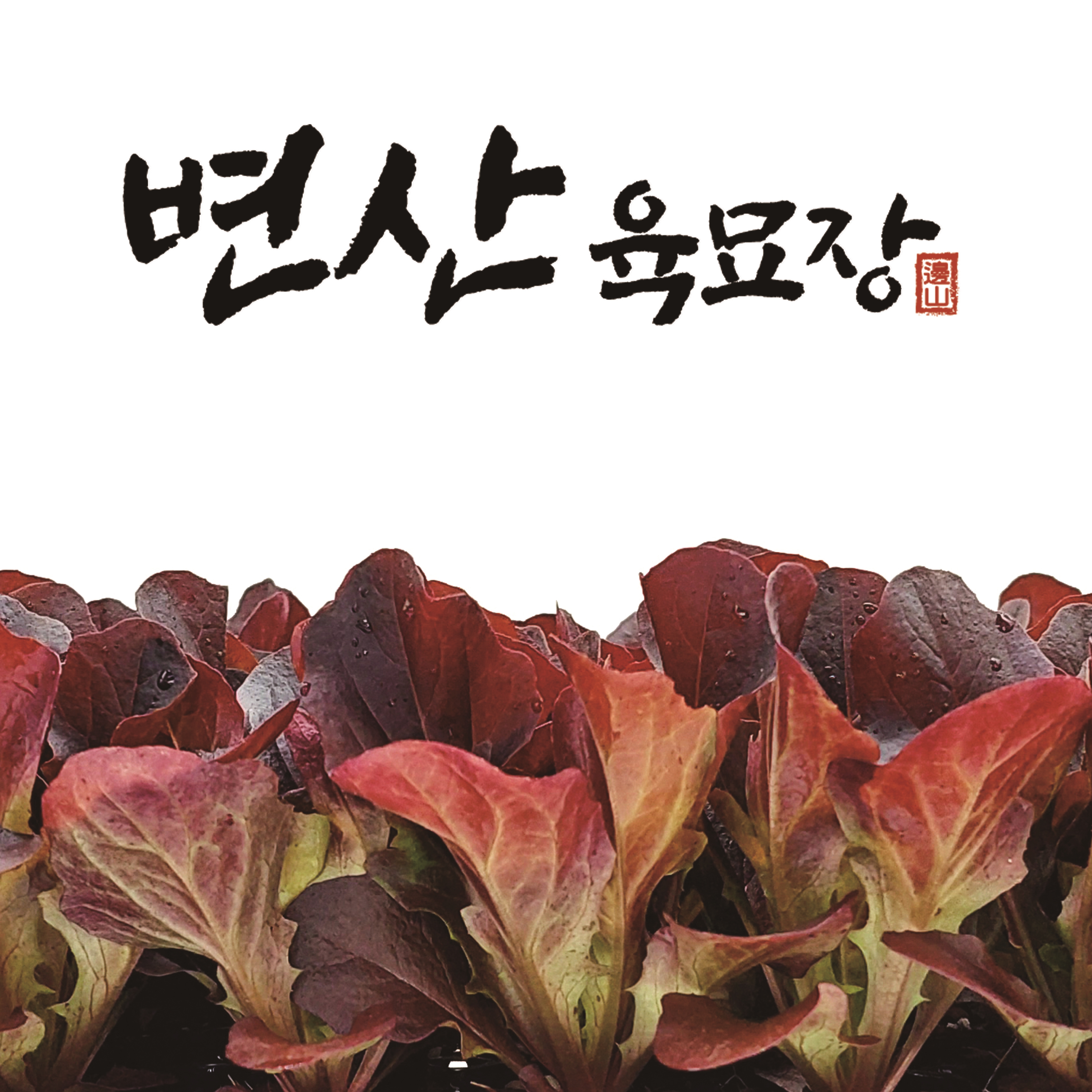 모종샐러드 이미지