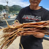 동해 울릉도 태하 마른오징어 당일바리 특대 반건조오징어 동해안 속초 피데기 건오징어