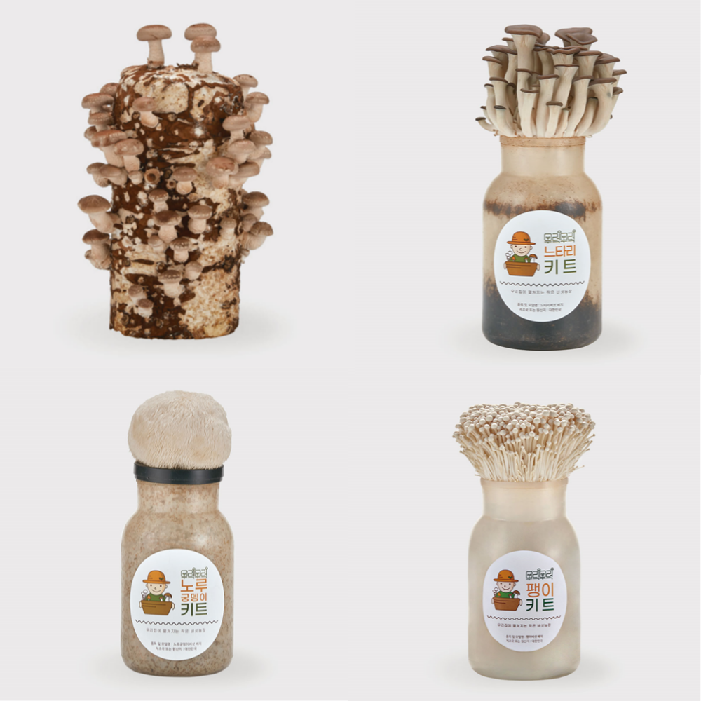 무럭무럭 <b>버섯</b>키우기 키트 표고 느타리 <b>노루궁뎅이</b> 팽이 재배 배지 세트